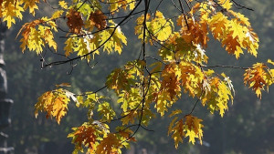 Слънчев почивен ден