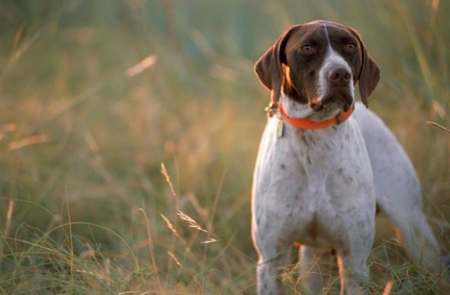 Куче простреля ловец в Македония
