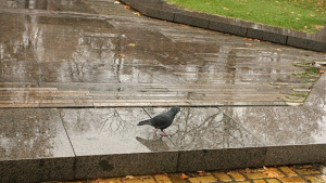 Предупреждават за силни валежи