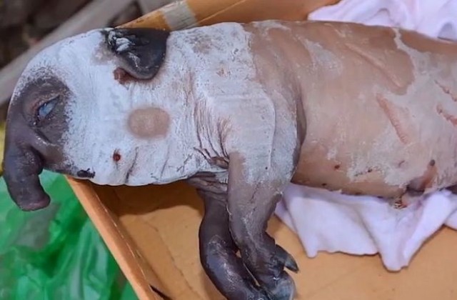 В Китай се роди прасе с хобот (ВИДЕО)