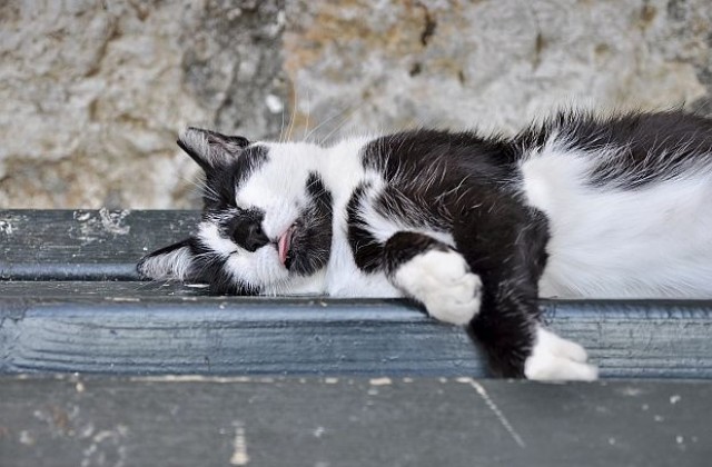 Ветеринари спасиха котка с водка
