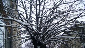 Нахлува още студен въздух в събота пада първият сняг