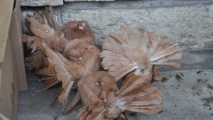 Юбилейна изложба на декоративни птици