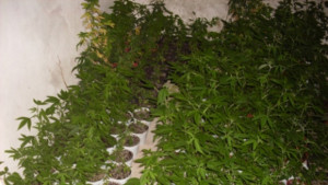 Саксии с канабис и хашиш иззеха от апаратамент в Лясковец