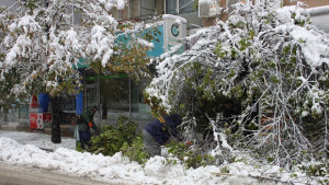 Десетки нападали дървета и клони премахнати след снеговалежа в областта