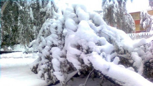 Паднали дървета препречват пътя ТърговищеРазград