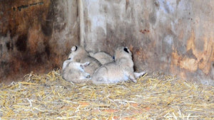 Палят печка на дърва за Косара и четирите новородени лъвчета