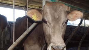 Млечното говедовъдство става все поефективно