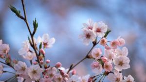 Японски вишни засаждат във В Търново в знак на приятелство