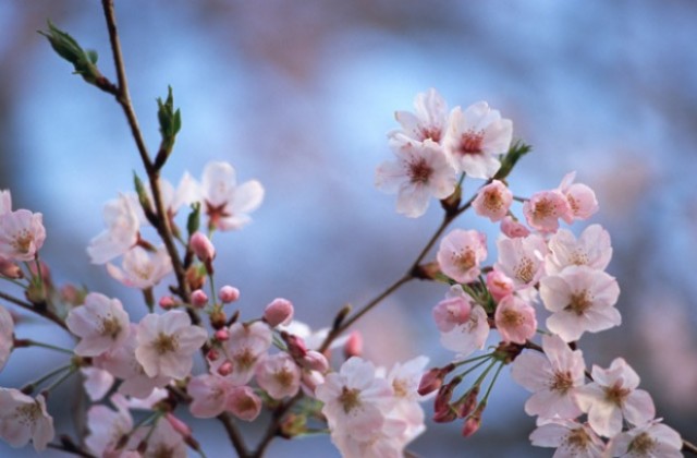 Японски вишни засаждат във В. Търново в знак на приятелство