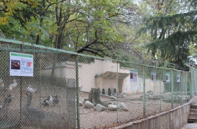 Европейски табели в зоопарка