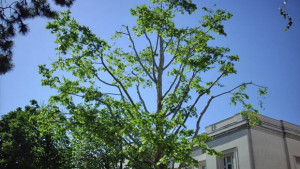 Подрязват клони на дървета по булевардите Сливница и Княз Борис