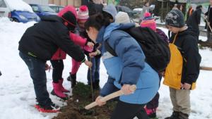 15 японски вишни засадиха в парка на кв К Фичето