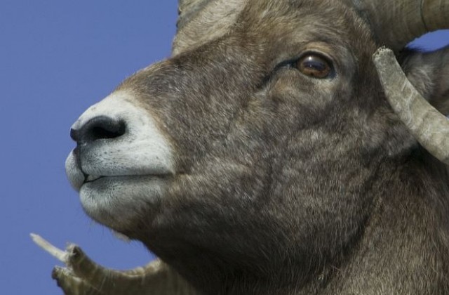 Зоопарк извика екзорсист заради обсебен овен