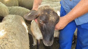 Държавата ще бори синия език с ваксини