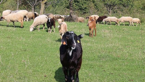 Чакат пари от актуализацията на бюджета за разплащане с екарисажите