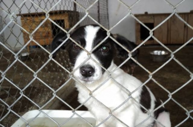 Ден на отворените врати в Общинския приют поощрява осиновяването на кучета
