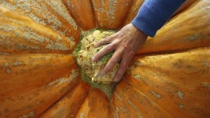 Огромен интерес към националния конкурс Златна есенплодовете на есента