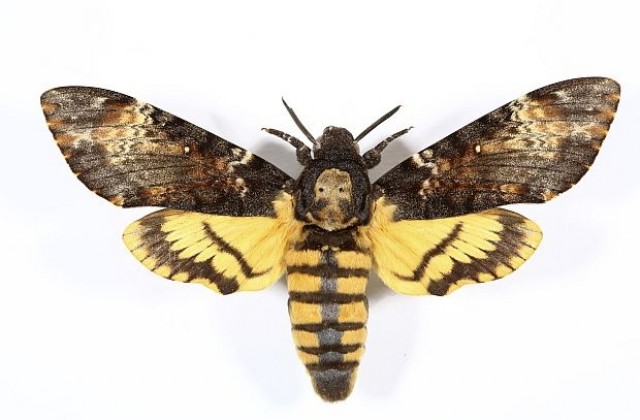 Пеперуда Мъртвешка глава се появи във Великобритания