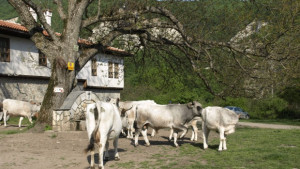 Животинските трупове отиват в ями вместо на екарисаж