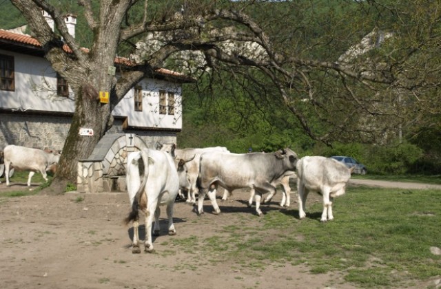 Животинските трупове отиват в ями, вместо на екарисаж