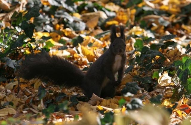 Разкъсана облачност и повече слънчеви часове