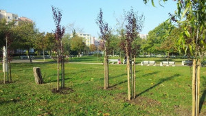 Субтропични дървета ще растат в Изгрев