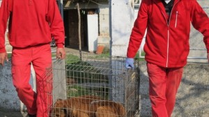 Внесоха обвинителен акт срещу стопаните на Цезар и Клеопатра