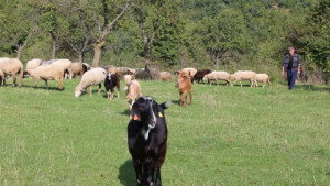 Екарисажите ще възстановят дейността си до края на седмицата