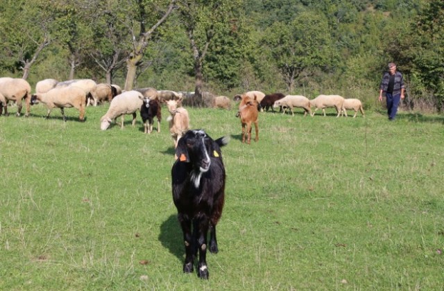 Екарисажите ще възстановят дейността си до края на седмицата