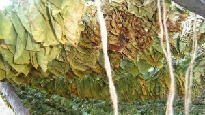 Очаква се повисока цена за килограм тютюн