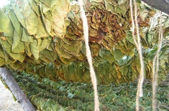 Очаква се по-висока цена за килограм тютюн