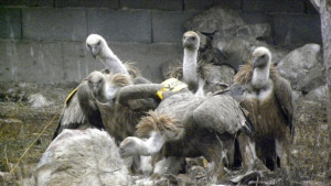 Белоглавата лешоядка К77 получи името Вършец предавател и свобода