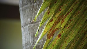 Вместо Швейцария на Балканите защо пък не бананова република