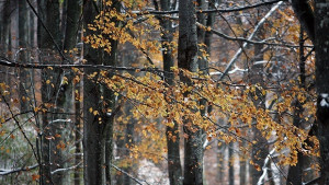 Времето Облачно на места с мъгла
