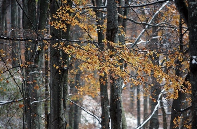 Времето: Облачно, на места с мъгла