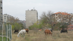 Три акта на собственици на коне