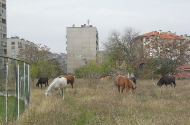Три акта на собственици на коне
