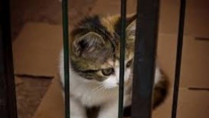 Котешка чума върлува във Варна успяха да спасят две котета