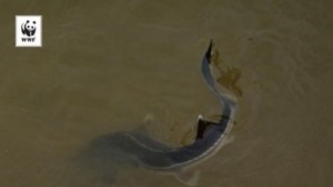 WWF разселва застрашени есетрови риби в Дунав