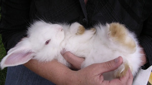 Внук краде зайци носи ги на баба си