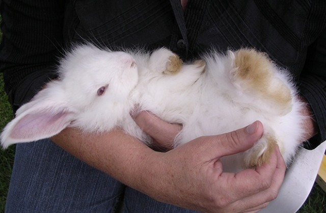 Внук краде зайци, носи ги на баба си