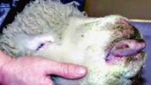 Обезщетяват стопаните на овце поразени от син език