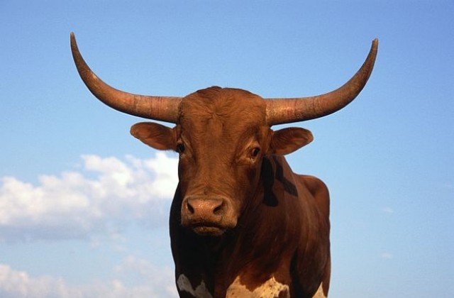 Защитници на животните спасиха от кланица гей бик