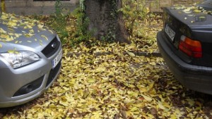 Варна потъна в листа СНИМКИ