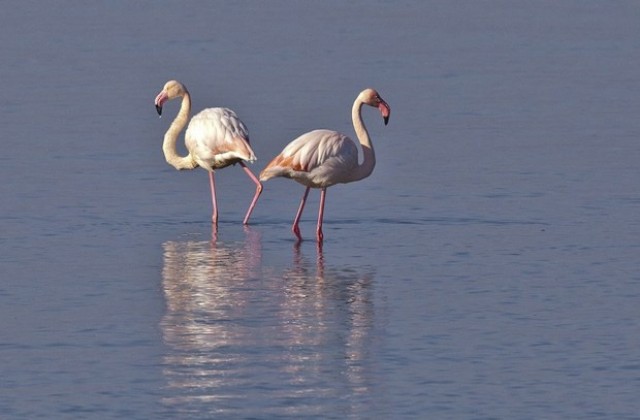 Пет розови фламинго в Атанасовското