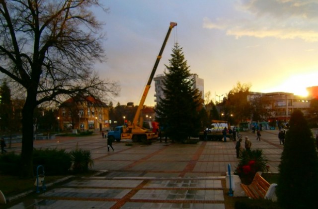 Поставиха Коледната елха в Дупница