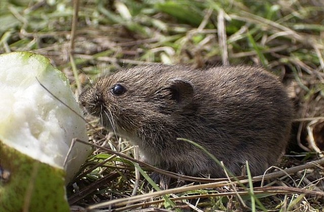 Изследванията с мишки май са безполезни