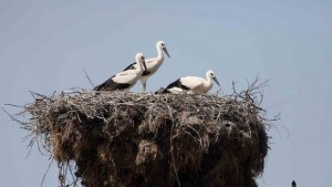 Сливен се включи в преброяването на щъркелите