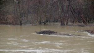 Двама удавници откриха във водите на Росица